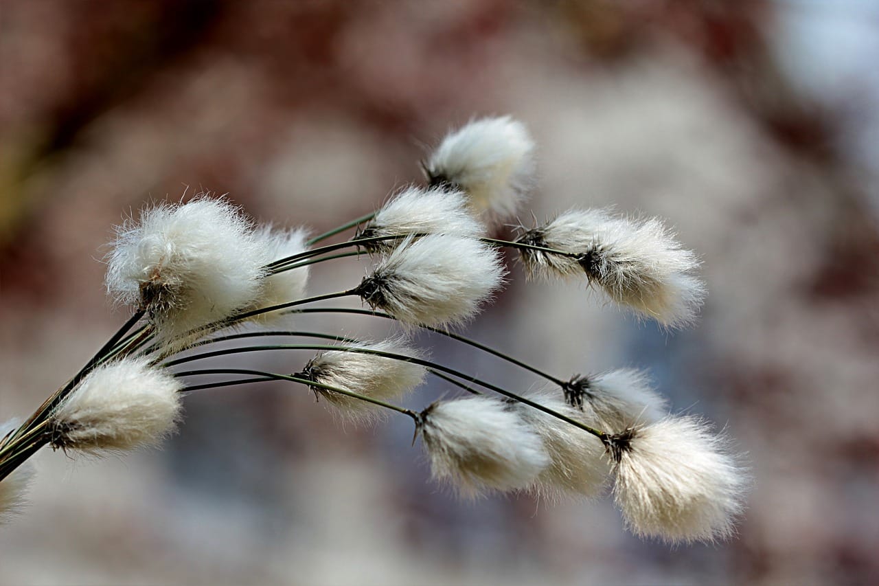 Cotton Posting Tuesday Morning Strength