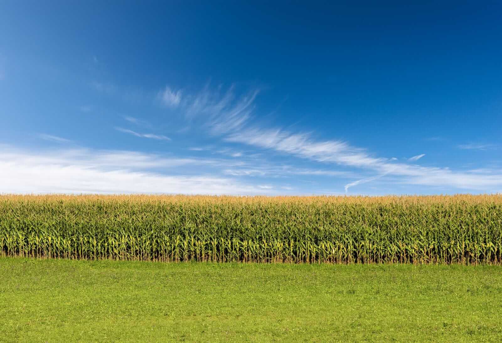 Corn Following Wheat Higher on Friday