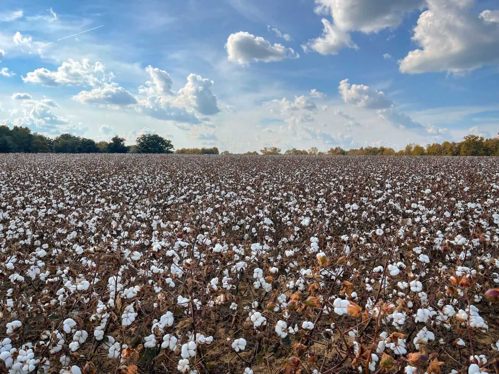 Cotton Closes Steady on Friday