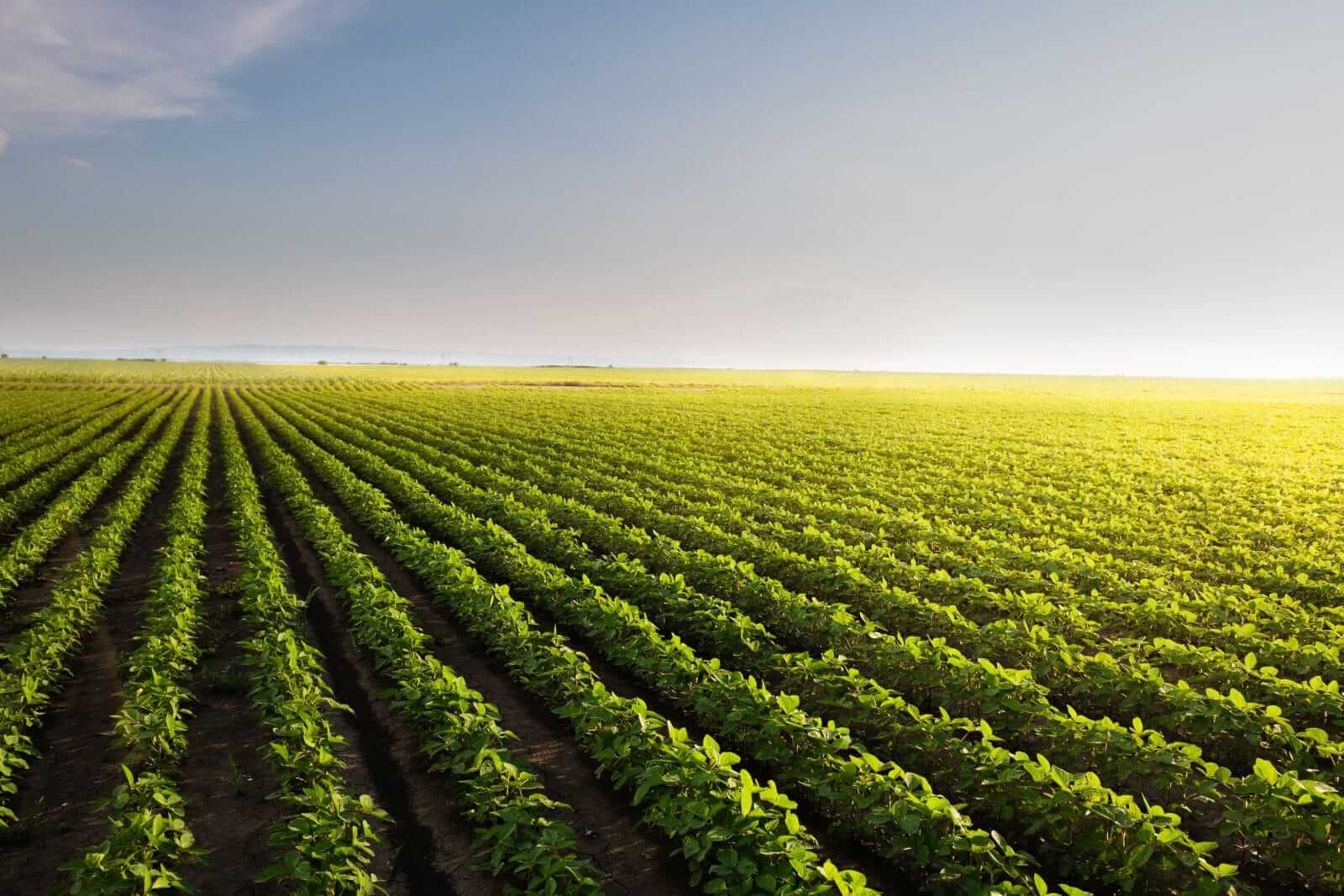 Soybeans Pushing Higher to Begin the Week